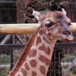 cría jirafa Jerez Televisión