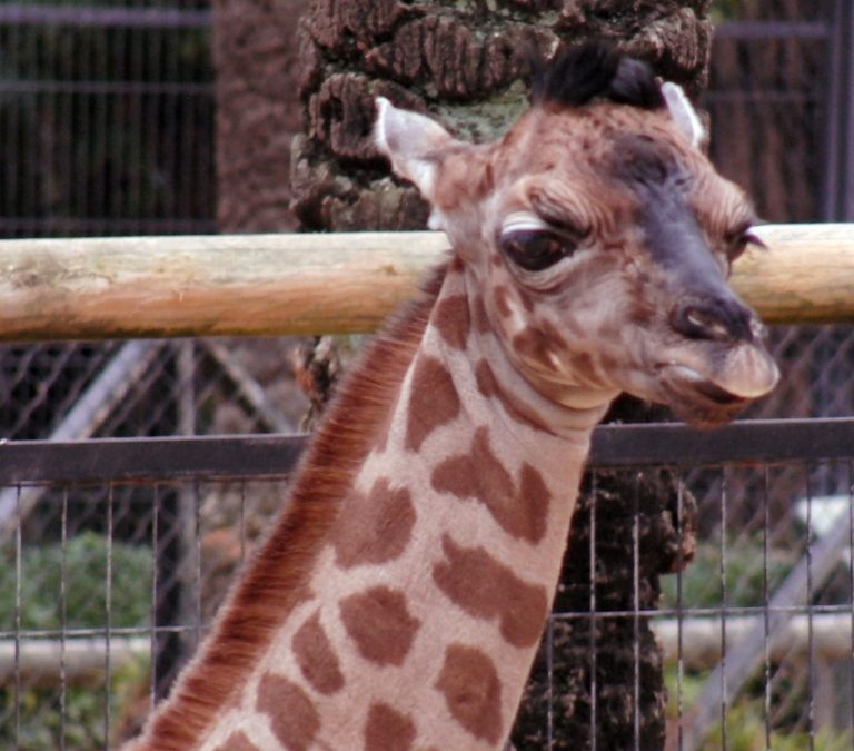 cría jirafa Jerez Televisión