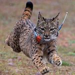 Lince Jerez Televisión