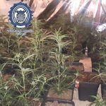 2019-10-09 Jerez Conj. Policía Local plantacion de marihuana (2)