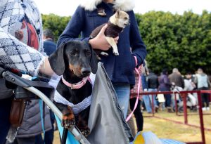 JEREZ TV SAN ANTON 2020 APLAZADO