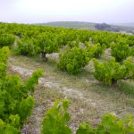 Viñedo Junta Jerez Televisión