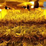 Jerez Televisión Plantación Marihuana