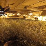 Plantación Marihuana - Jerez TV