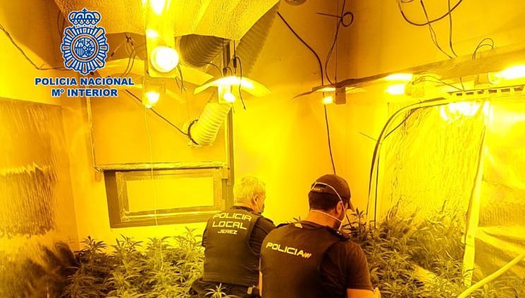 Plantaciones Marihuana viviendas sociales Jerez TV