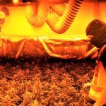 2021-06-18 JEREZ Plantaciones Marihuana (5)