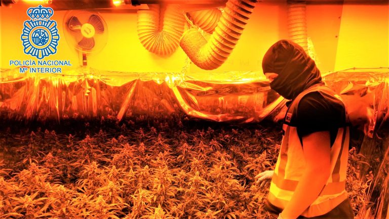 2021-06-18 JEREZ Plantaciones Marihuana (5)