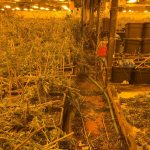 2021-06-28 Jerez Plantación Marihuana (5)