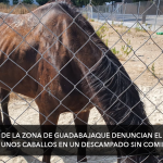caballos malnutridos