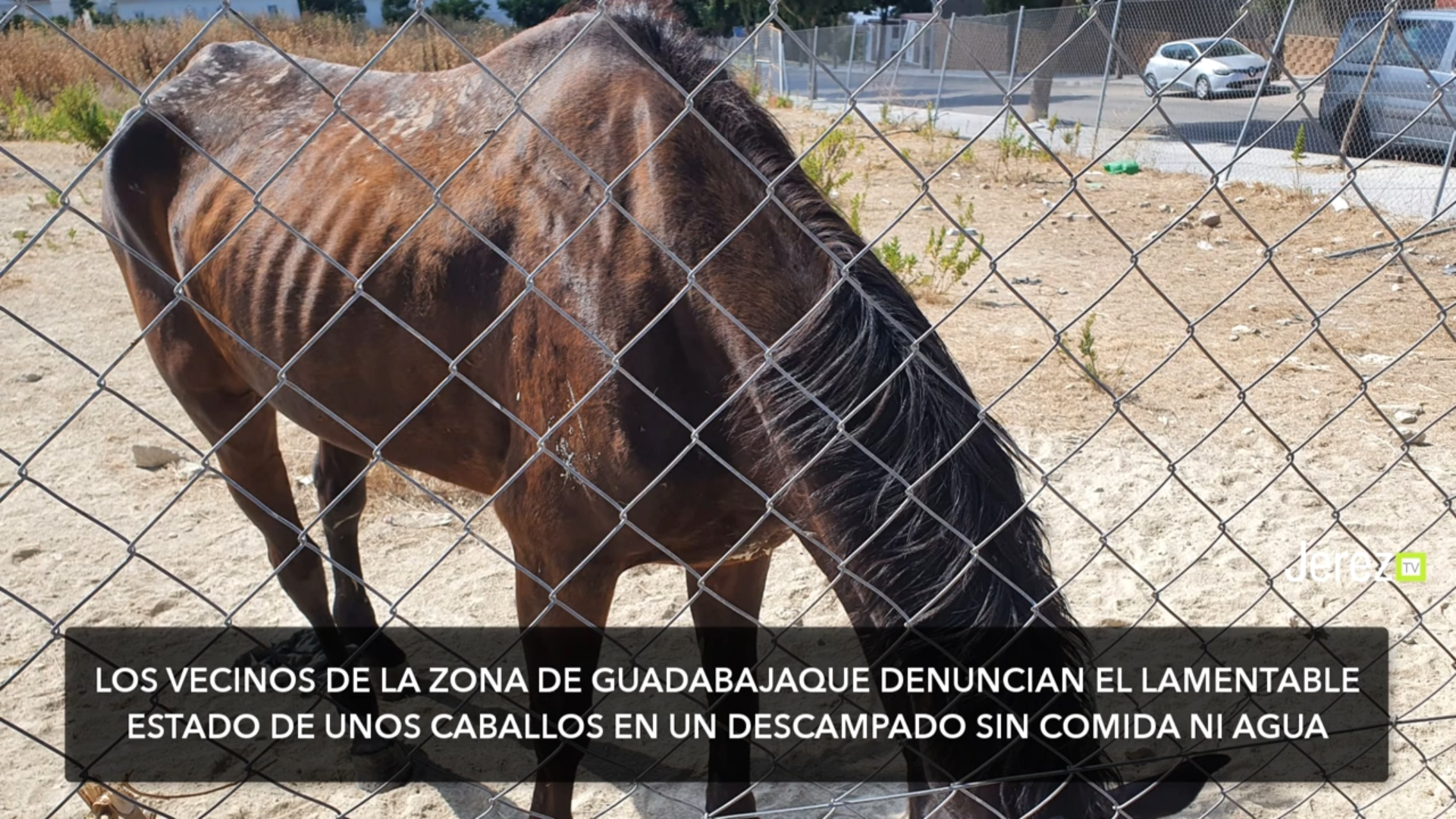 caballos malnutridos