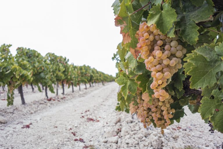 Vendimia_ecologica_Gonzalez_Byass_1