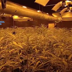 plantación indoor 2 PE Jerez