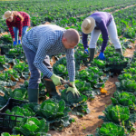 trabajador agricola jerez