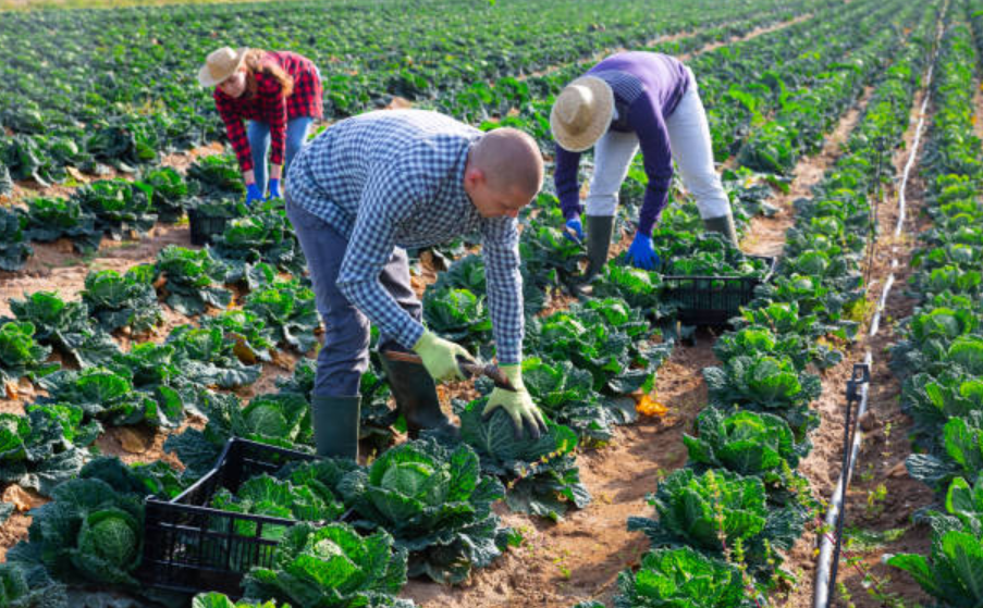 trabajador agricola jerez