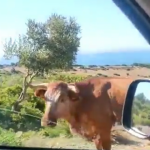 vaca paquita