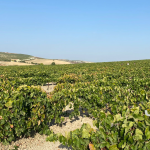 vendimia en directo Jerez TV 2021 (2)