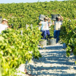 vendimia jerez