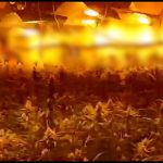 guardia civil marihuana