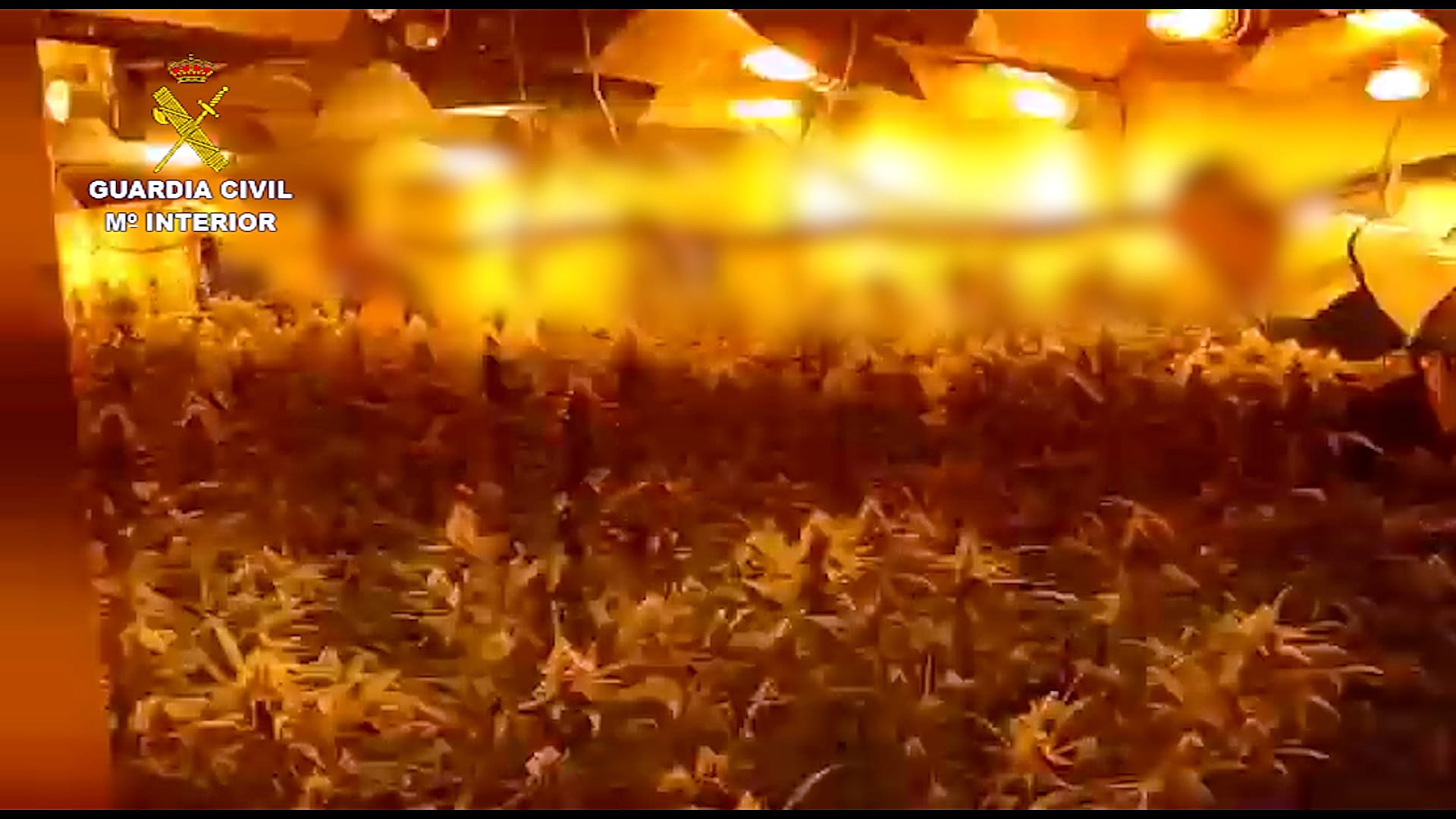 guardia civil marihuana