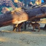 Jerez Televisión muflones zoo 2022