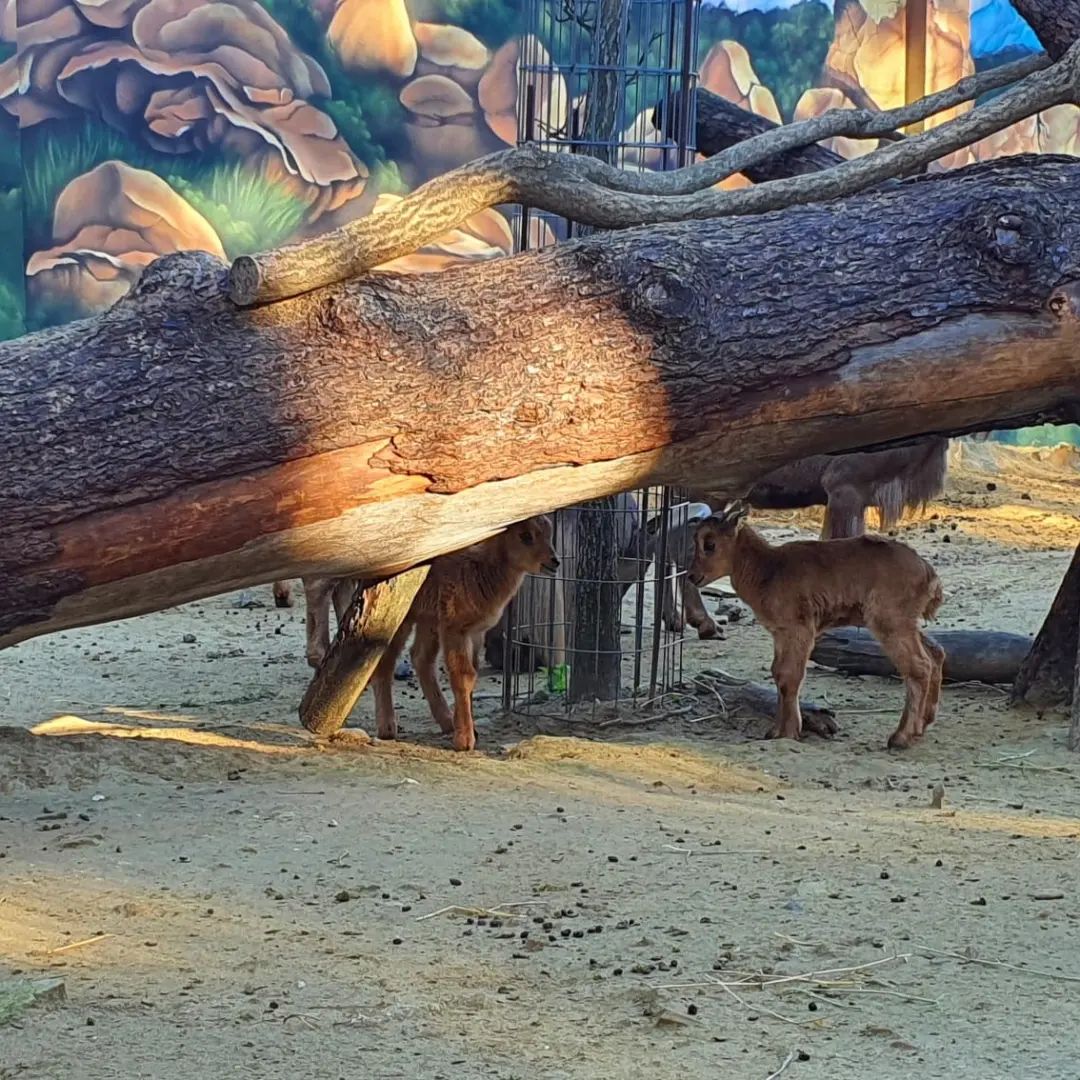 Jerez Televisión muflones zoo 2022