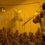 Jerez TV plantación marihuana feb jerez