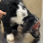 Jerez Televisión mireya