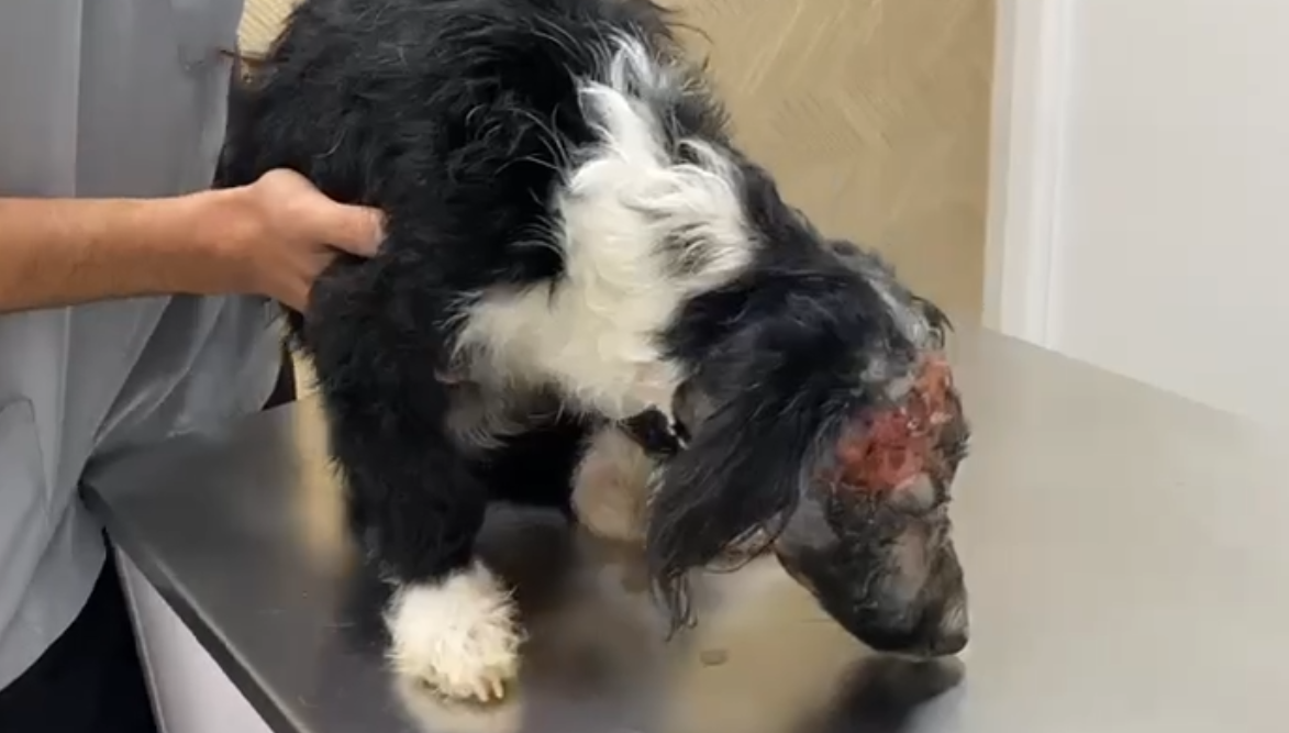 Jerez Televisión mireya