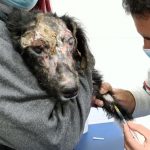 Jerez Televisión perrita ácido 2022