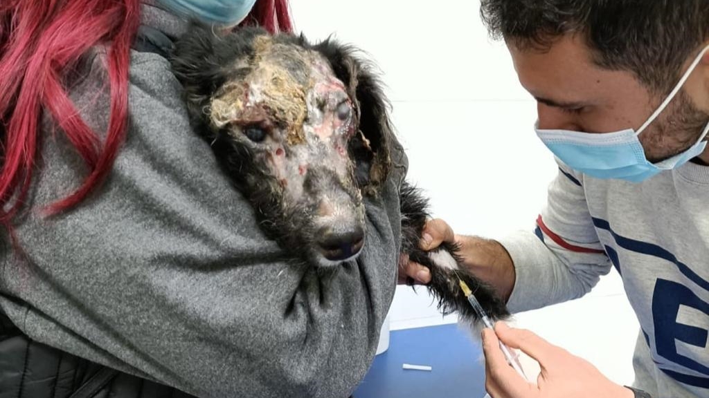 Jerez Televisión perrita ácido 2022