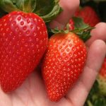 Jerez Televisión fitesa en Jerez