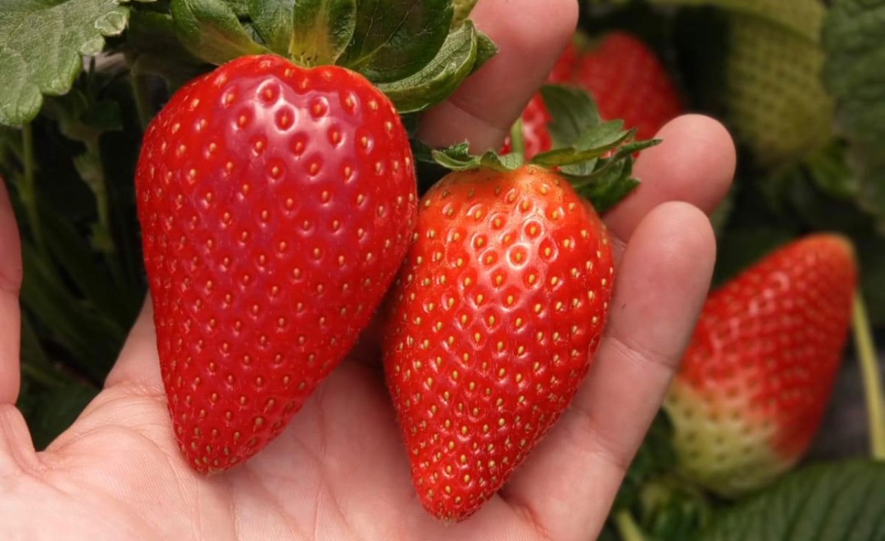 Jerez Televisión fitesa en Jerez