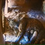 Jerez TV crías lince 2022