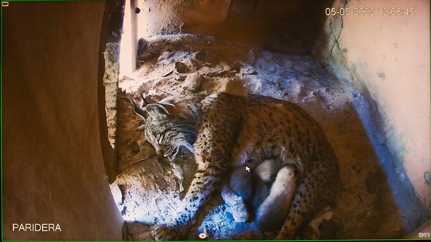 Jerez TV crías lince 2022