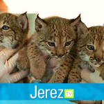 Jerez TV Linces zoo de Jerez junio 2022