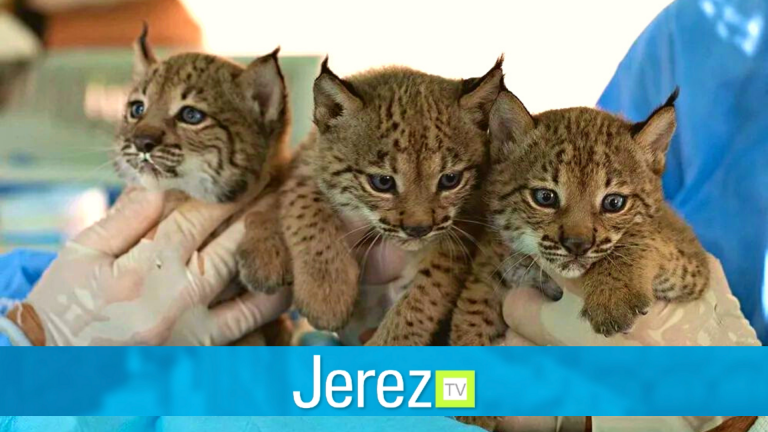 Jerez TV Linces zoo de Jerez junio 2022
