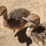 Jerez TV avestruz rojo