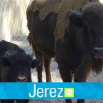 Jerez TV Bistonte Europeo