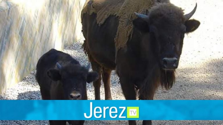 Jerez TV Bistonte Europeo