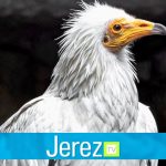 Jerez TV Día de las Aves Zoobotanico Jerez