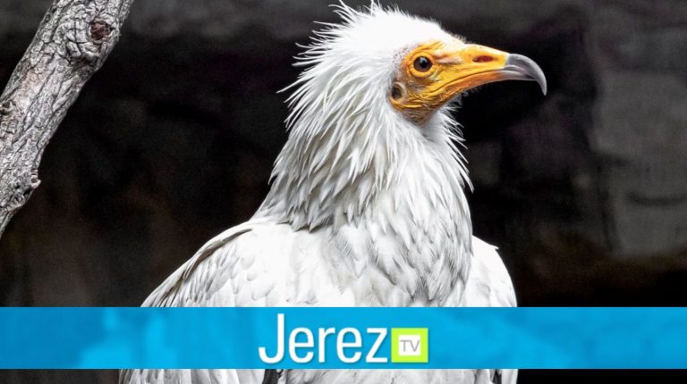 Jerez TV Día de las Aves Zoobotanico Jerez