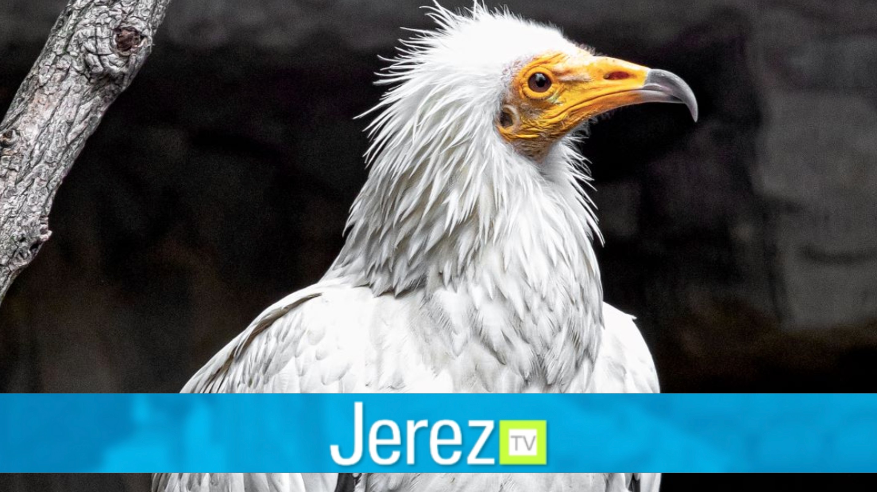 Jerez TV Día de las Aves Zoobotanico Jerez