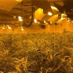 2023-02-10 Jerez Plantación Marihuana (2)