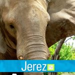 Jerez TV buba elefante zoo