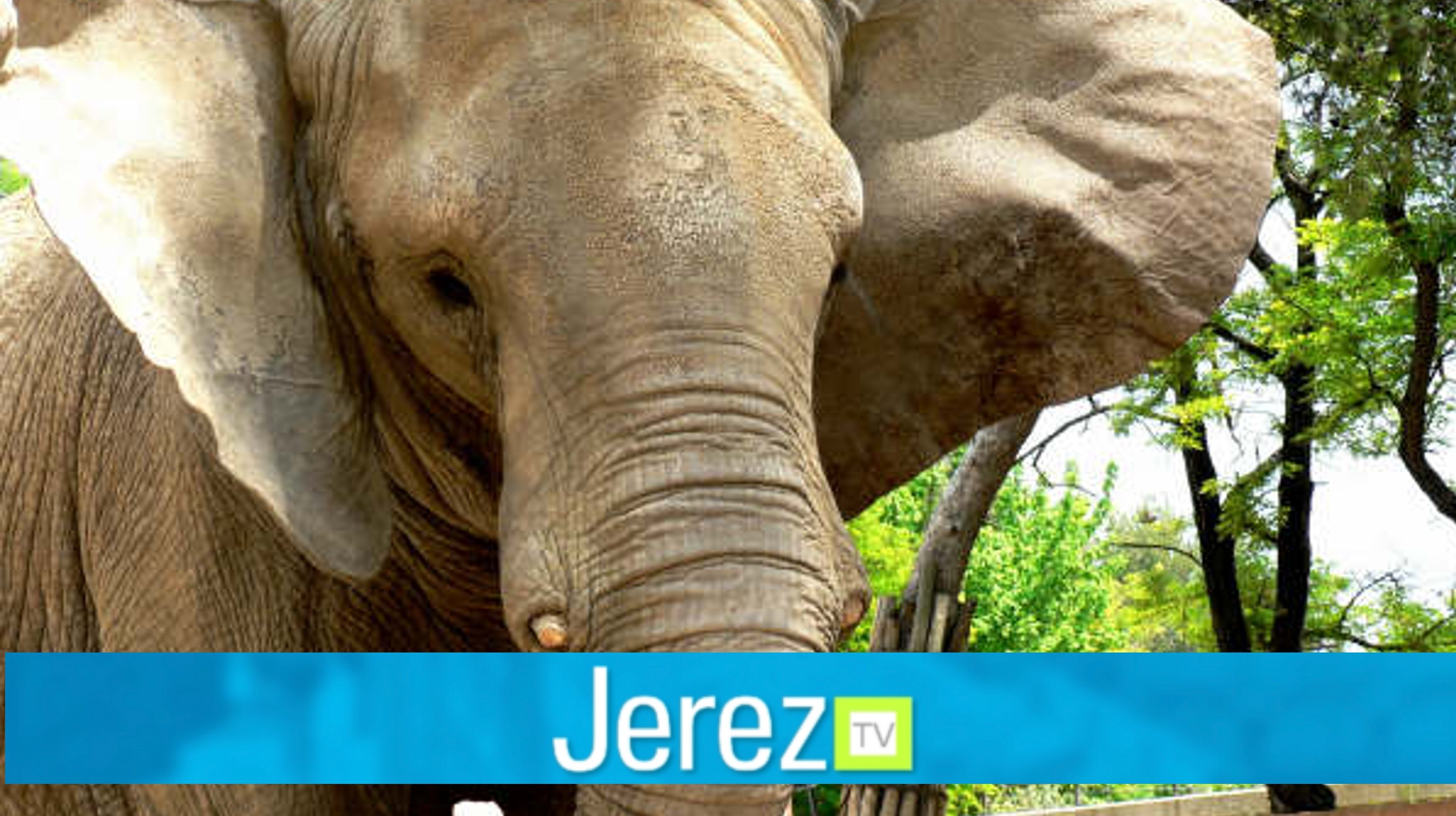 Jerez TV buba elefante zoo
