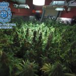 2023-05-23 Jerez Plantación Marihuana (2)