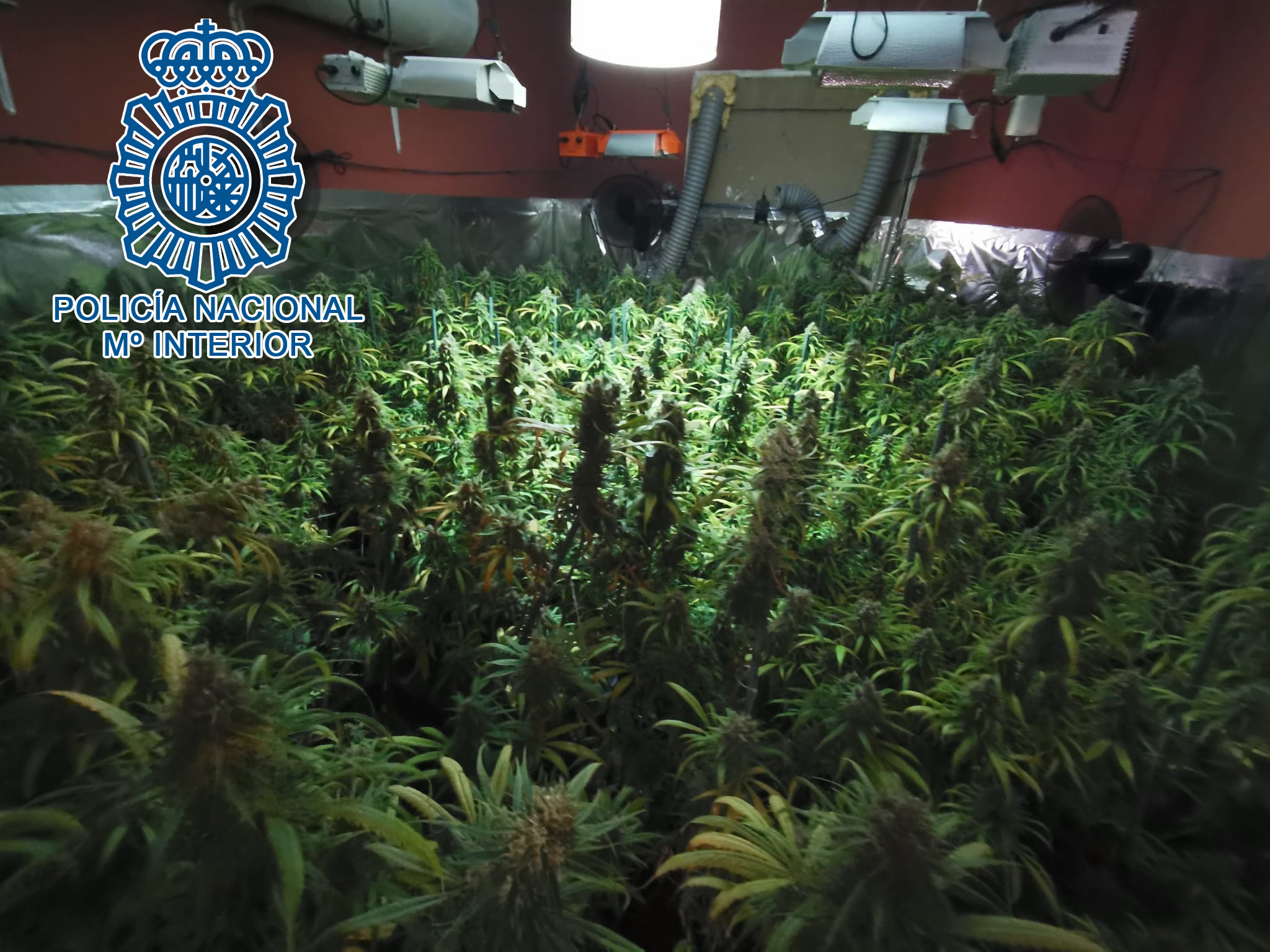 2023-05-23 Jerez Plantación Marihuana (2)