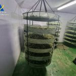 Cádiz.-Sucesos.- Desmantelada en Jerez una macroplantación de marihuana con 3.200 plantas y 70 kilos de cogollos