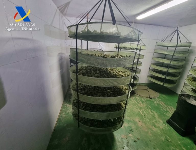 Cádiz.-Sucesos.- Desmantelada en Jerez una macroplantación de marihuana con 3.200 plantas y 70 kilos de cogollos