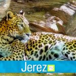 Jerez TV guepardo leopardo zoo jerez zoobotanico
